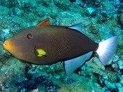 Pinktail Triggerfish (Melichthys vidua)
