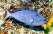 Red Tail Triggerfish (Xanthichthys sp.)