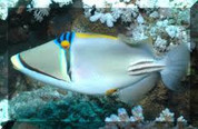 Assasi Triggerfish (Rhinecanthus assasi) 