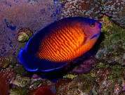 Coral beauty angelfish