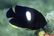 Keyhole Angelfish(Pomacanthidae)