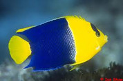 Blue and Gold bicolor Angelfish (Pomacanthidae)