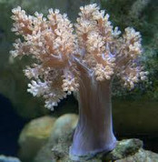 Purple Finger Coral/Capnella Species 10CM