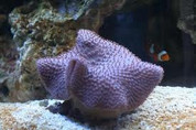 Sarcophyton coral/Toadstool 10CM