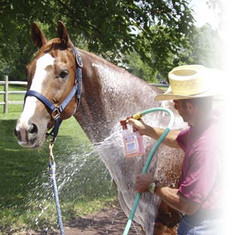 Healthy HairCare Herbal Horse Wash™ - Powerful, Easy To Use Spray System Wash & Rinse At The Turn Of A Switch!

Our sprayer system draws and delivers at a preset dilution ratio for A Perfect Wash Every Time!

With Ginseng Root, Alfalfa, Wheat Germ, Licorice, Nettle, Aloe Juice, Soy Protein, & Arnica Montana Flower. Herbal Horse Wash™ will make your horse deep down clean and shiny in minutes. Wash Bucket & Sponge Not Needed.

No Waste, No Mess, Less Work, Safer For the Environment, Easier. More Economical 8 - 16 Washes per 32 oz.