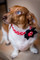 Retro Red Dots Chasin' Tail Collar matched perfectly with this flower!