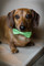 Green Polka Dots Chasin' Tail Collar also has a Bow Tie accessory availible!