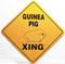 Guinea Pig Xing Sign / 12"x 12" / Yellow & Black