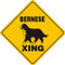 Bernese Mountain Dog Xing Aluminum 12"x12" / Yellow & Black