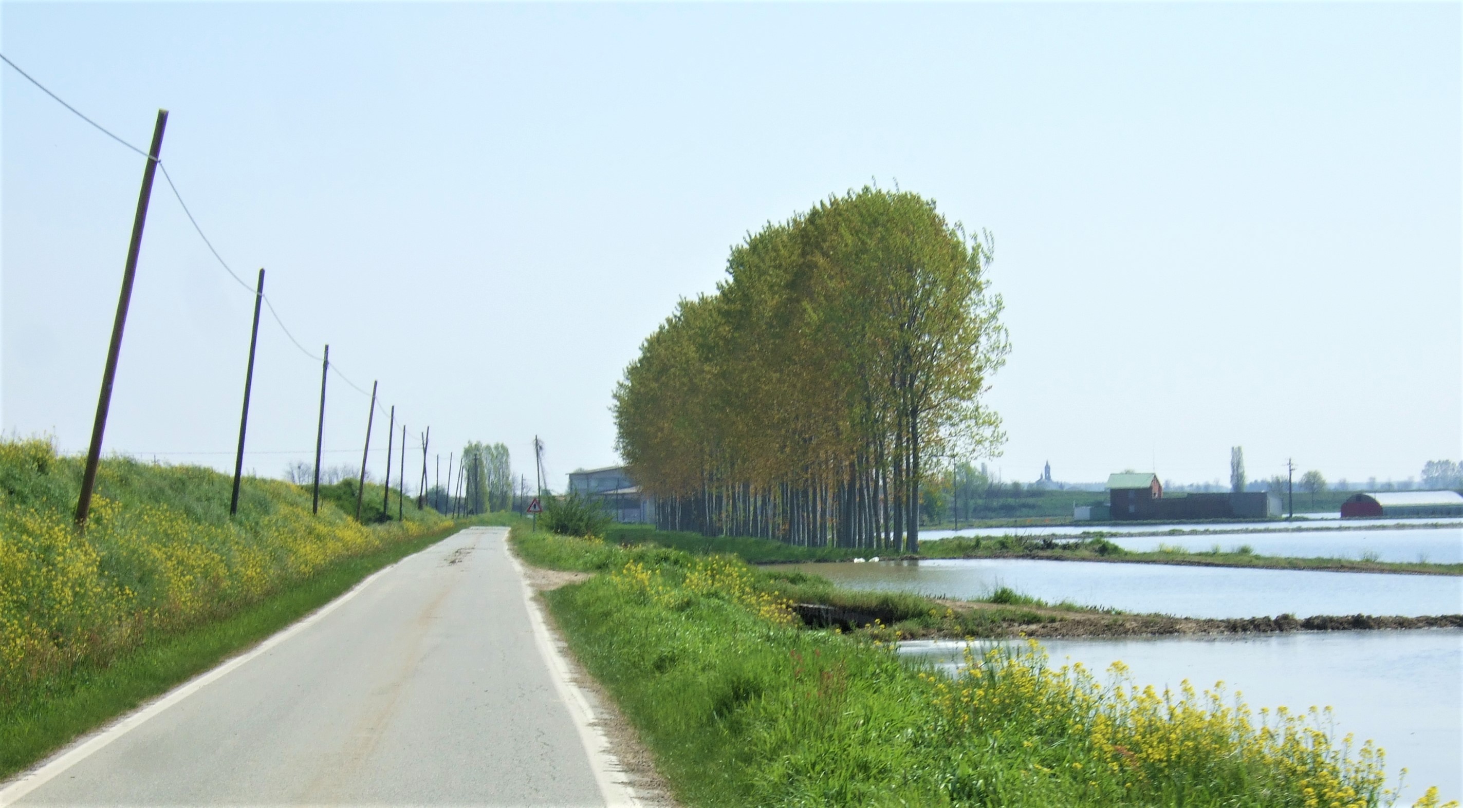 Rapio's Beautiful Rice Fields 