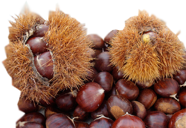 chestnuts