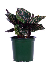 Calathea Ornata 4"