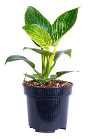 Philodendron Birkin 4"