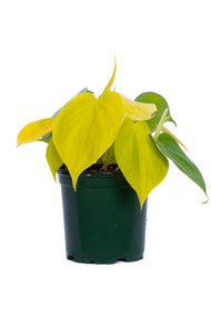 Philodendron Cordatum Lime 4"