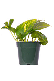 Pothos Golden 4"