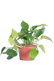 Pothos Golden 6" Basket