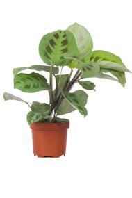 Prayer Plant Green 4"