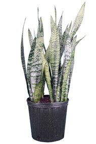 Snake Plant Black Coral 3 Gal