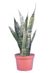 Snake Plant Green 6"