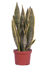 Snake Plant Variegated 6"