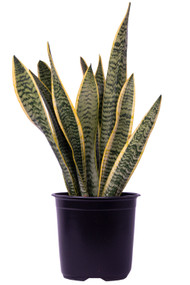 Snake Plant Variegated 8"