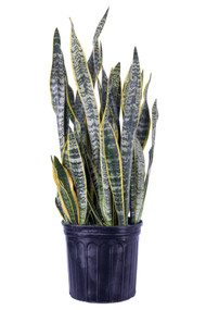 Snake Plant Veriegated 3 Gal