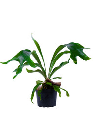 Staghorn Fern 6"