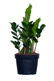 Zamioculcas 6"