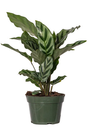 Calathea Freddie 4"