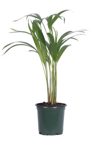 Palm Areca 4"