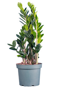 Zamioculcas 8"