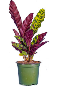 Calathea Lancifolia 4"