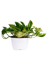 Pothos Marble Queen 6" Basket