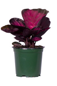 Calathea Roseo Picta 4"