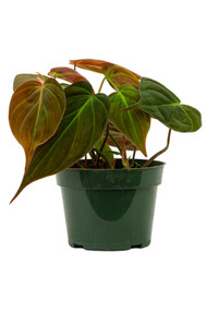 Philodendron Micans 4"