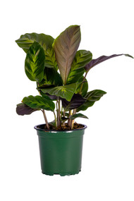 Calathea Misto 4"