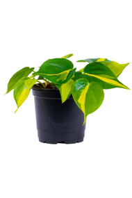 Philodendron Brazil 4"