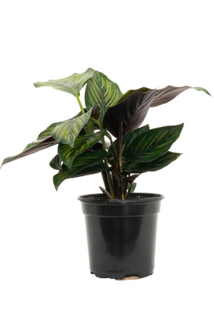 Calathea Beauty Star 4"