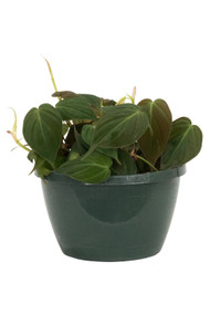 Philodendron Micans 6" Basket