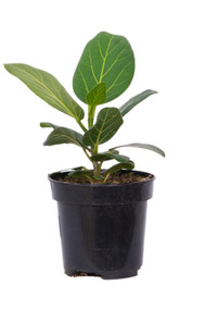 Ficus Audrey 4"