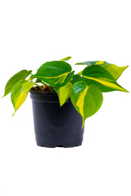 Philodendron Brazil 6"