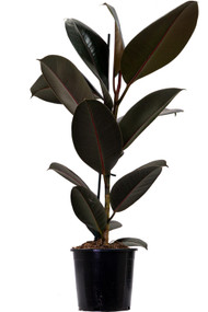 Ficus Decora Burgundy 8"