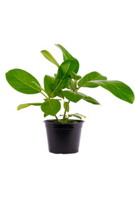 Ficus Audrey 6"