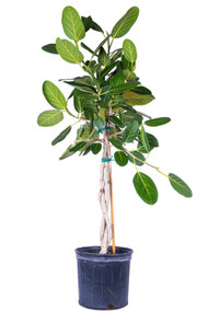 Ficus Audrey 3 Gal