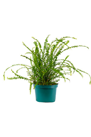 Button Fern Lemon 4"