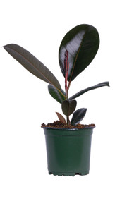 Ficus Decora Burgundy 4"