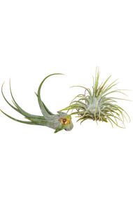 Tillandsia