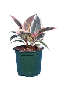 Ficus Tineke 4"