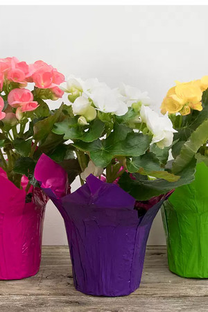 Annual Begonia Rieger 4"
