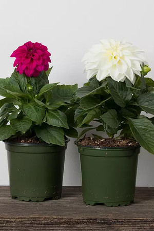 Annual Dahlia 4"